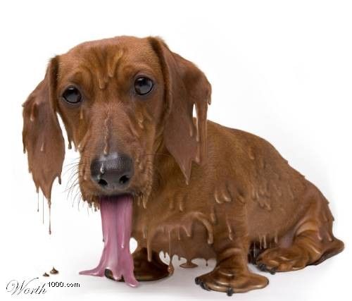 mon pauvre Roméo...il fait chaud !!!!