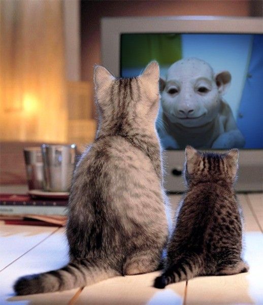 goulouche et ses amis les chats